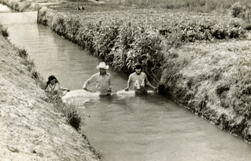 Piscicultura en chinampas